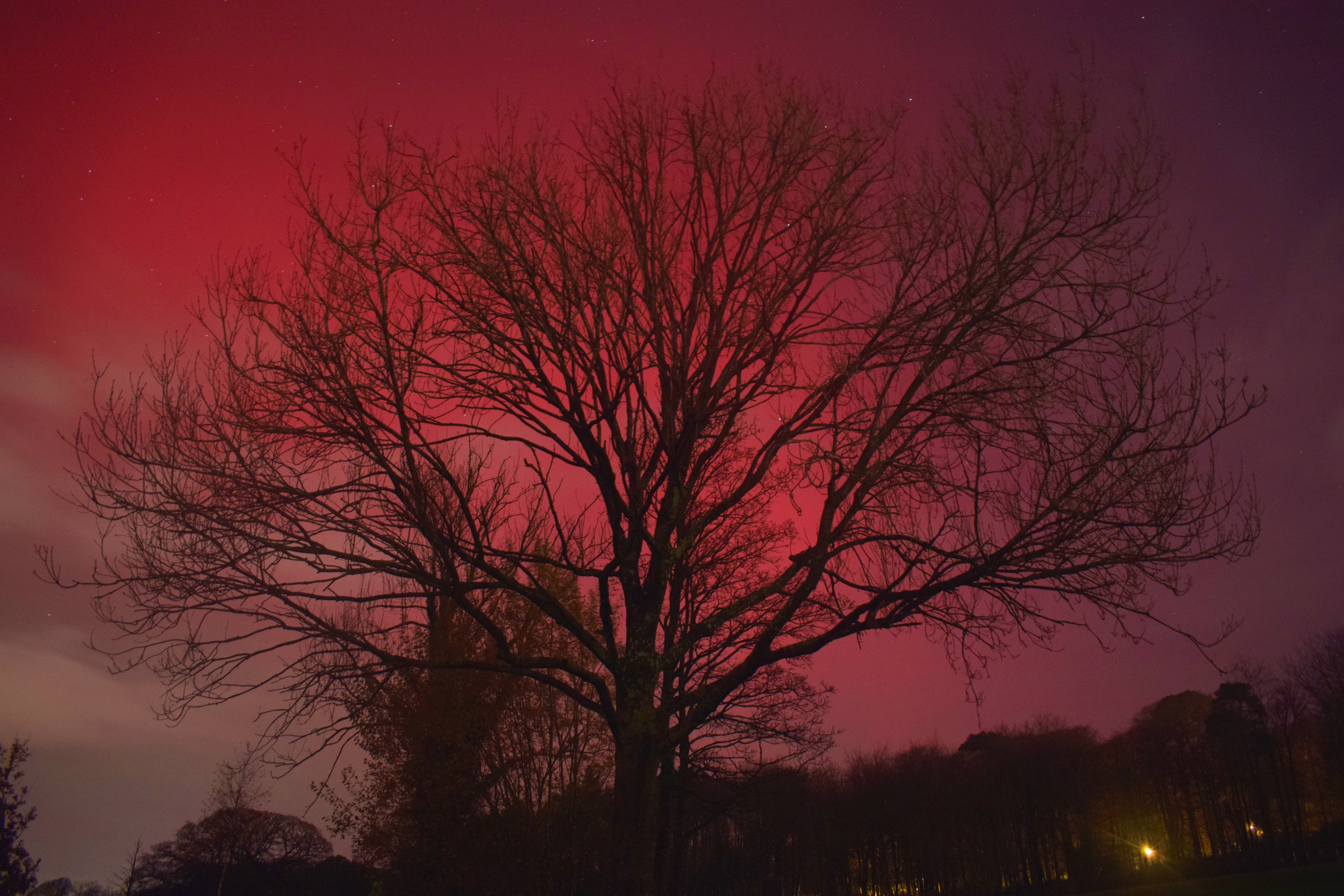The Northern Lights behind a tree, taken by John on the 12/11/25.